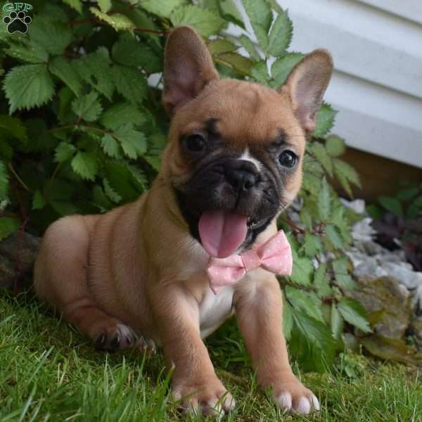 Lacy, French Bulldog Mix Puppy